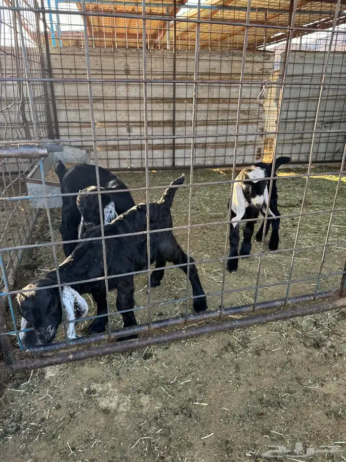 دوغير تيوس العدد 3 شرط صحه ويدغر من عنز ول شاه ول رضاعه 1