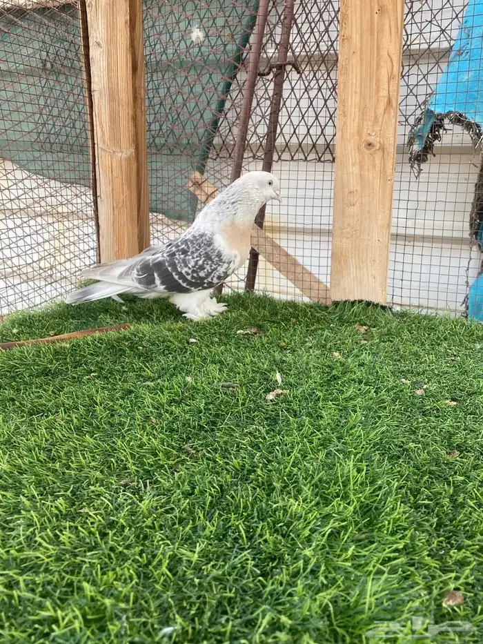 حمام تركي فاخر تم البيع 3