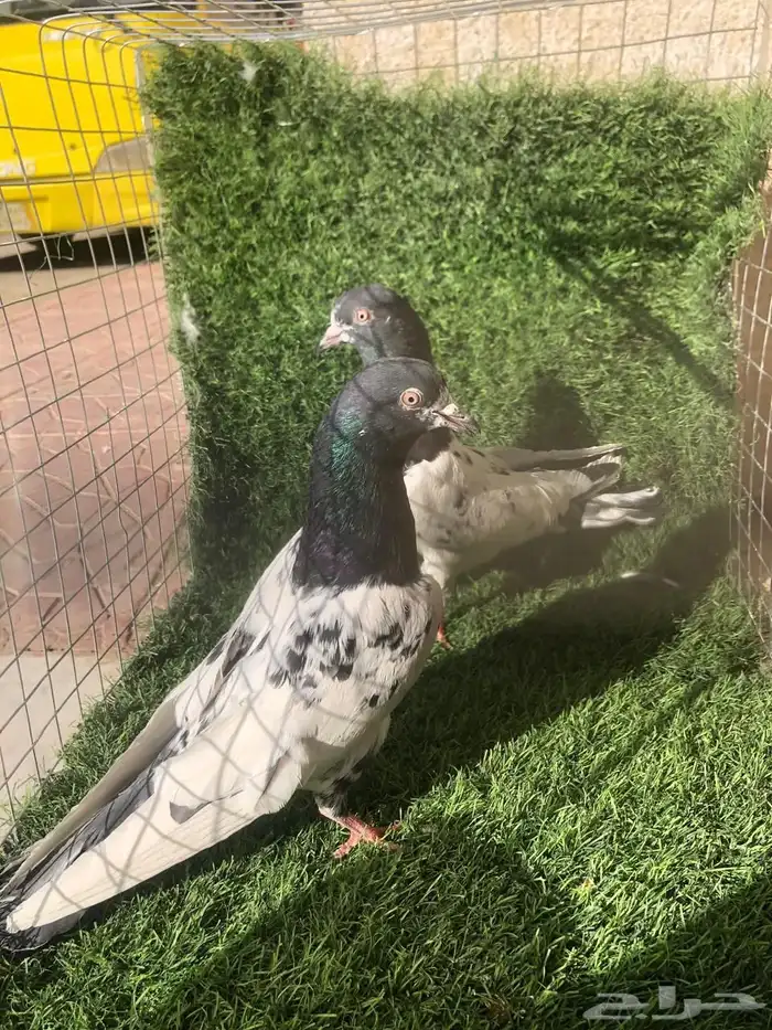 حمام باكستاني تيدي 0