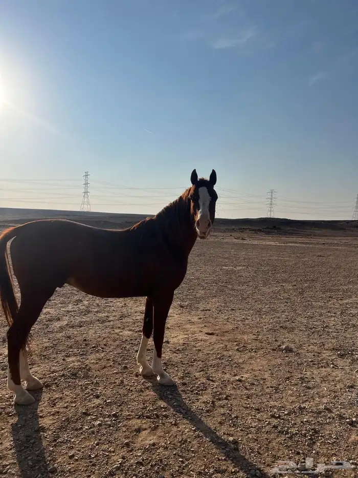 حصاني شعبي عربي حمداني 2