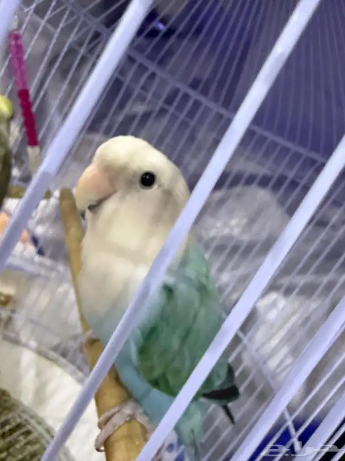 ببغاء روز اليفه و هدد 0