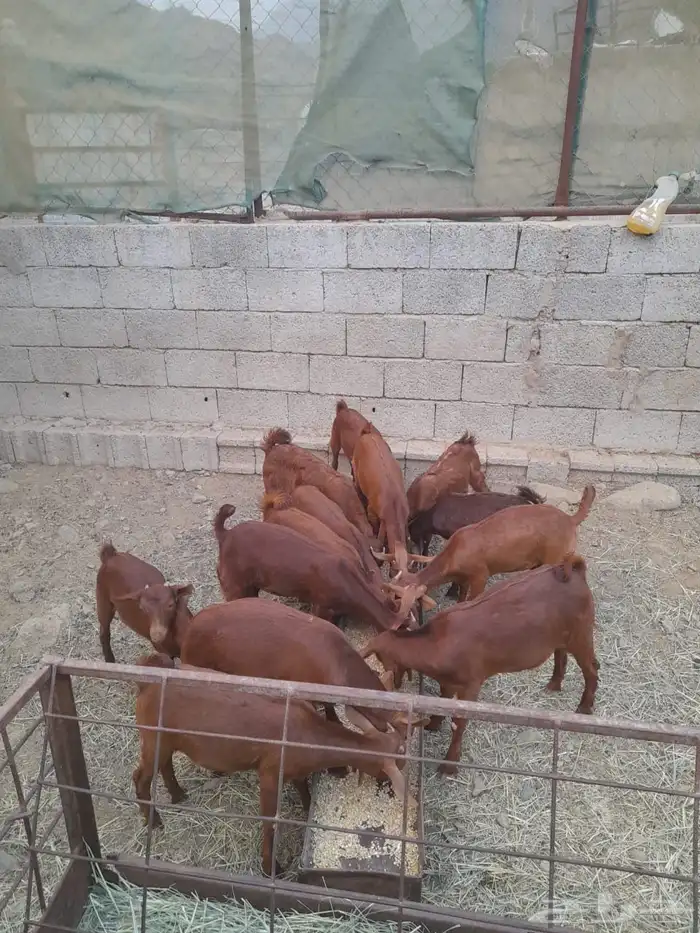 عنقان دهم صنف اعمارها ثلاثه شهور واكثر 0