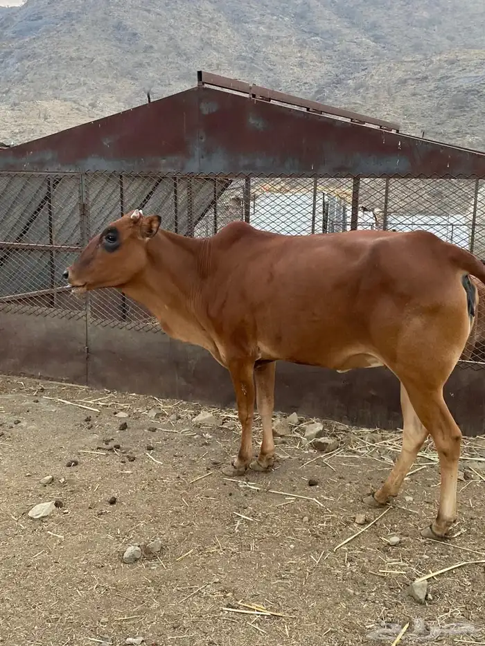 خبشه ثنيه شحم للبيع 0