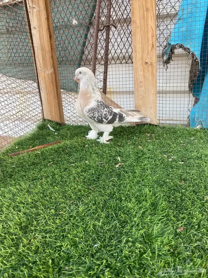 حمام تركي فاخر تم البيع 4