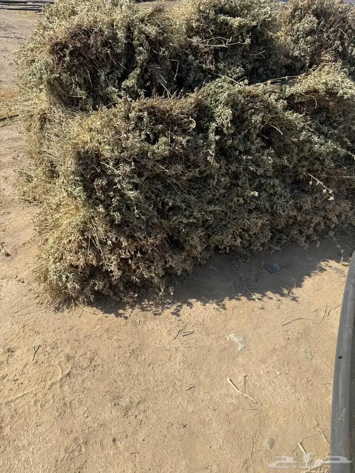 برسيم صافي من المزرعه ناشف واخضر متوفره 3