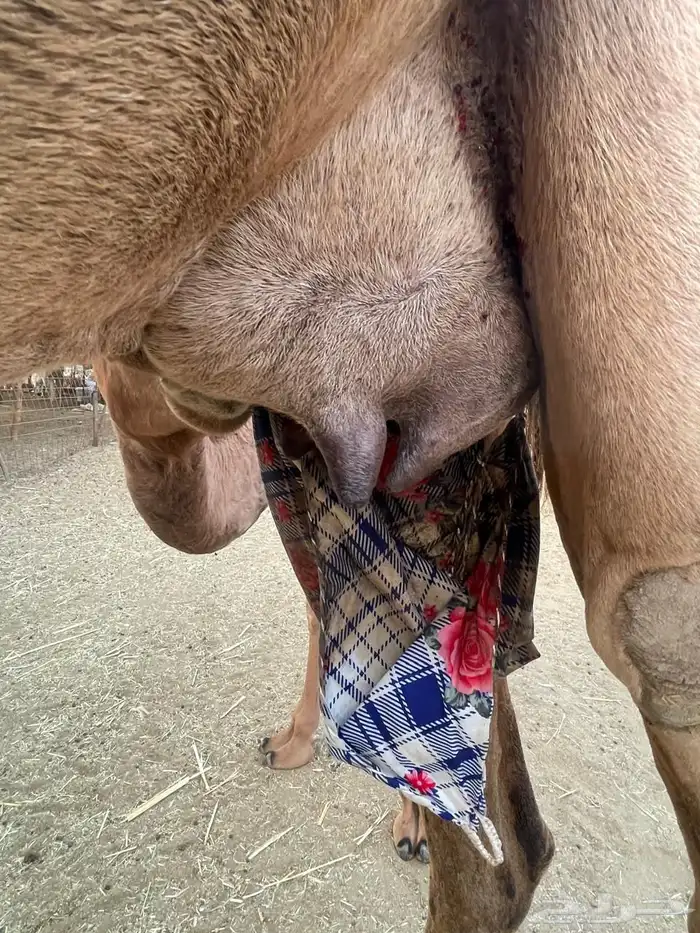 ناقه خلفه للبيع 0