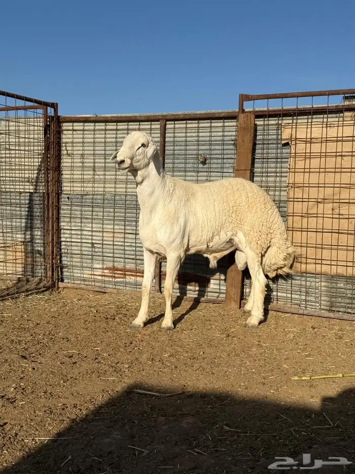 خروف فحل مشروط 1
