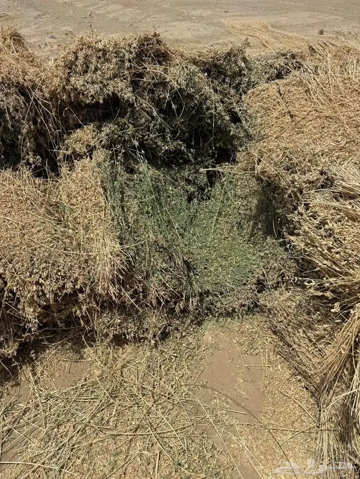 برسيم صافي من المزرعه ناشف واخضر متوفره 2