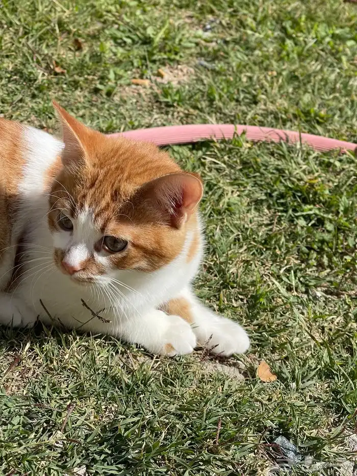 قطط مفقودة في الشفا 2