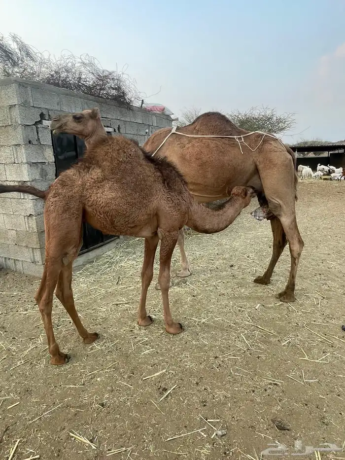 ناقه خلفه للبيع 3