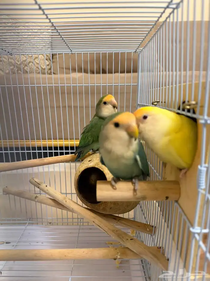 جوز روز جاهز للإنتاج وسبق وانا انتج 1