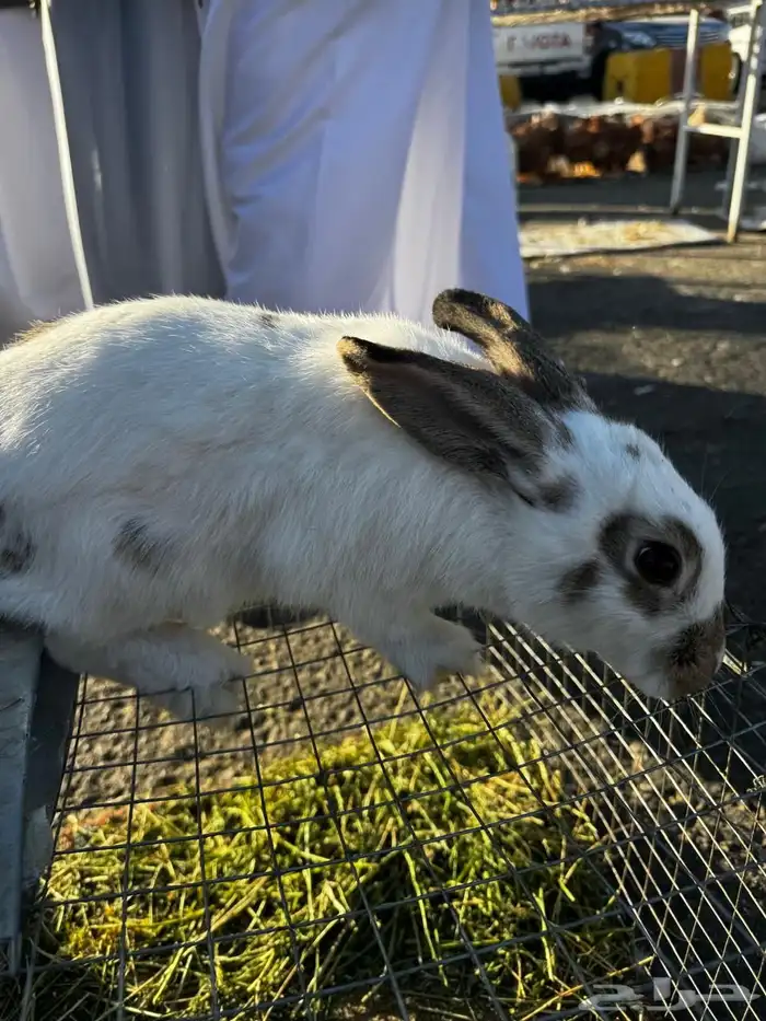 ارانب شنشلا وفلاندر بابيون 3