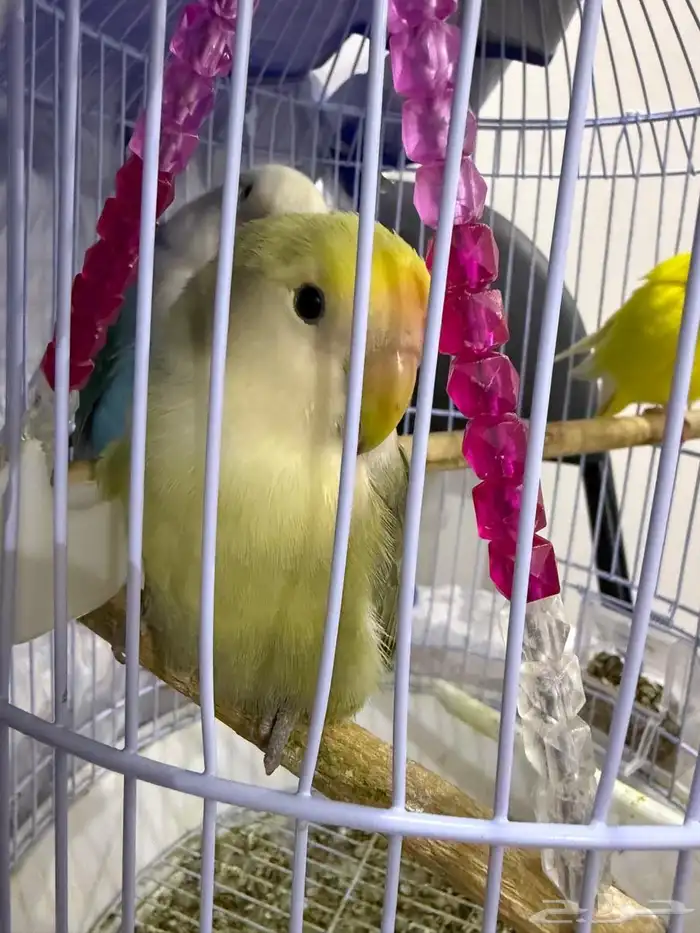 ببغاء روز اليفه و هدد 7