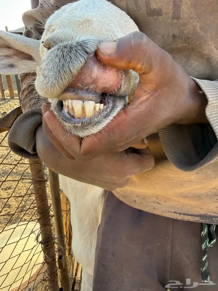 خروف فحل مشروط 2