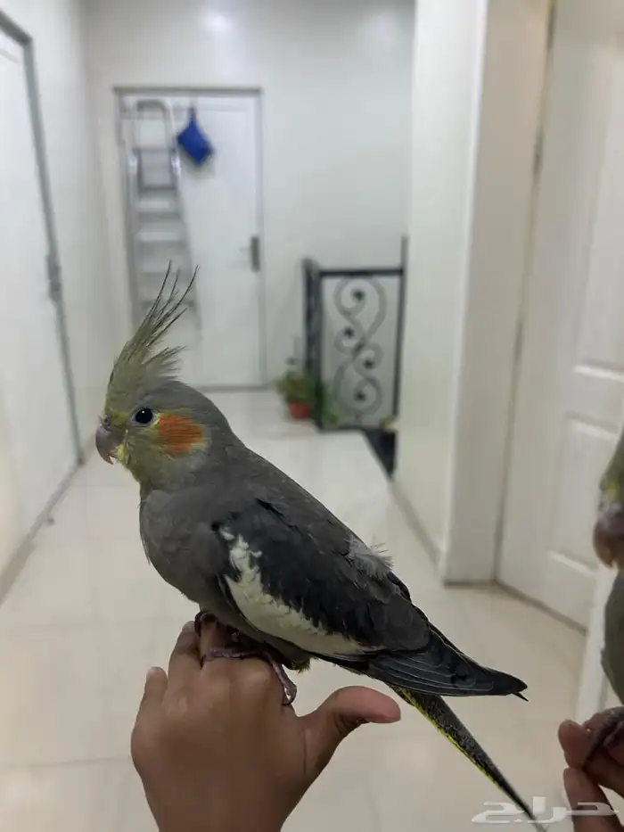 كروان هدد للبيع 2