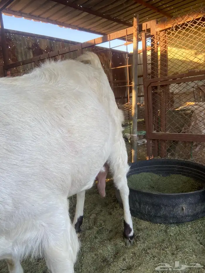 عنز مضرع مهجنه 2