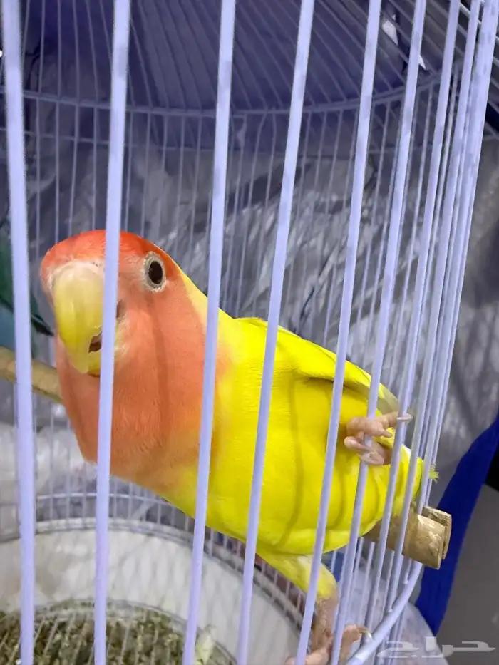 ببغاء روز اليفه و هدد 2