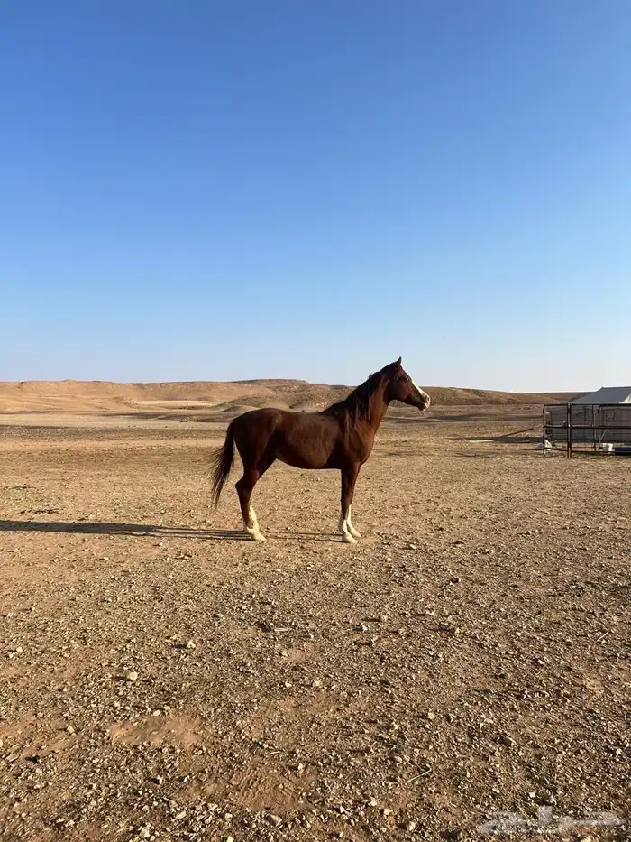 حصاني شعبي عربي حمداني 4