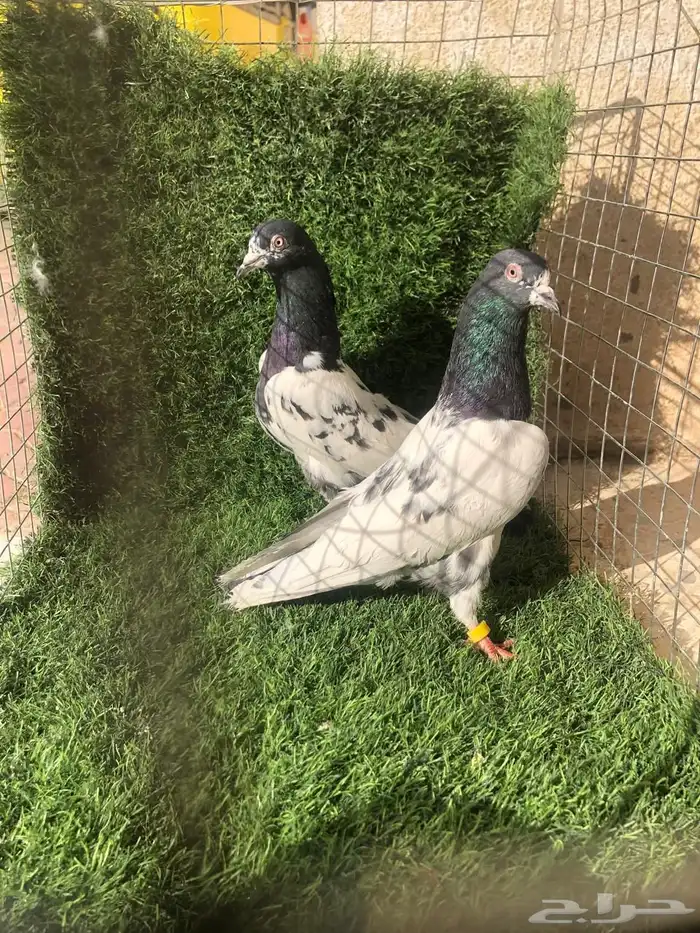 حمام باكستاني تيدي 2