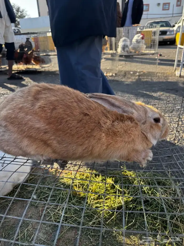 ارانب شنشلا وفلاندر بابيون 0