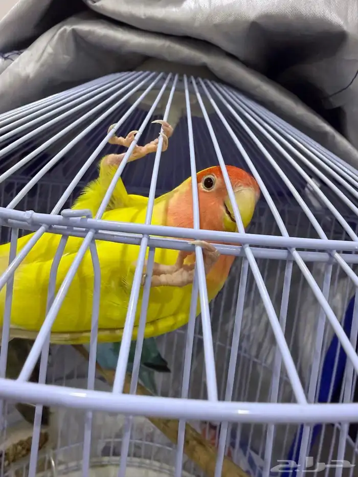 ببغاء روز اليفه و هدد 3