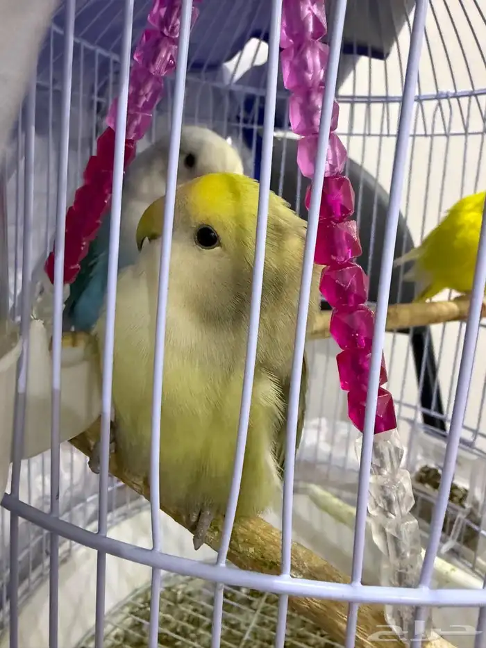 ببغاء روز اليفه و هدد 1