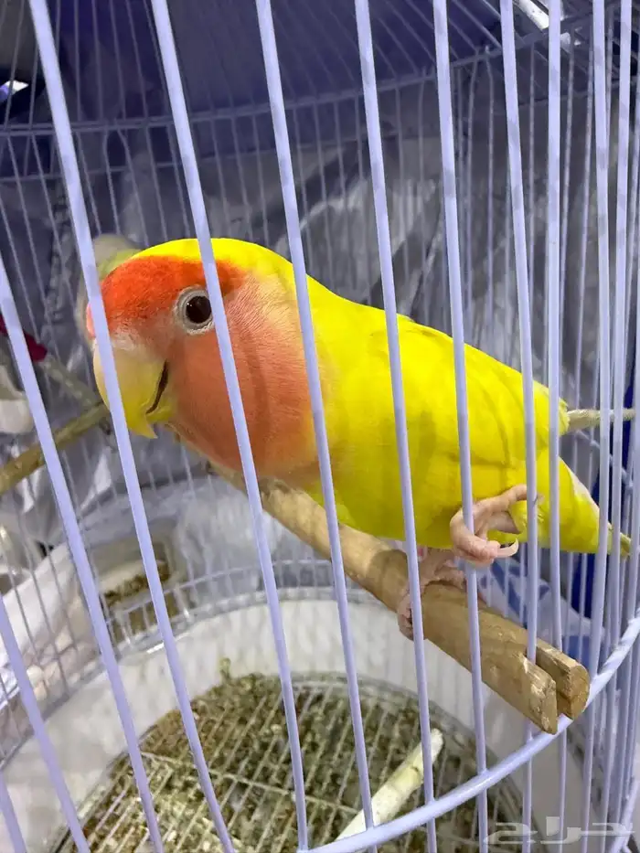 ببغاء روز اليفه و هدد 5