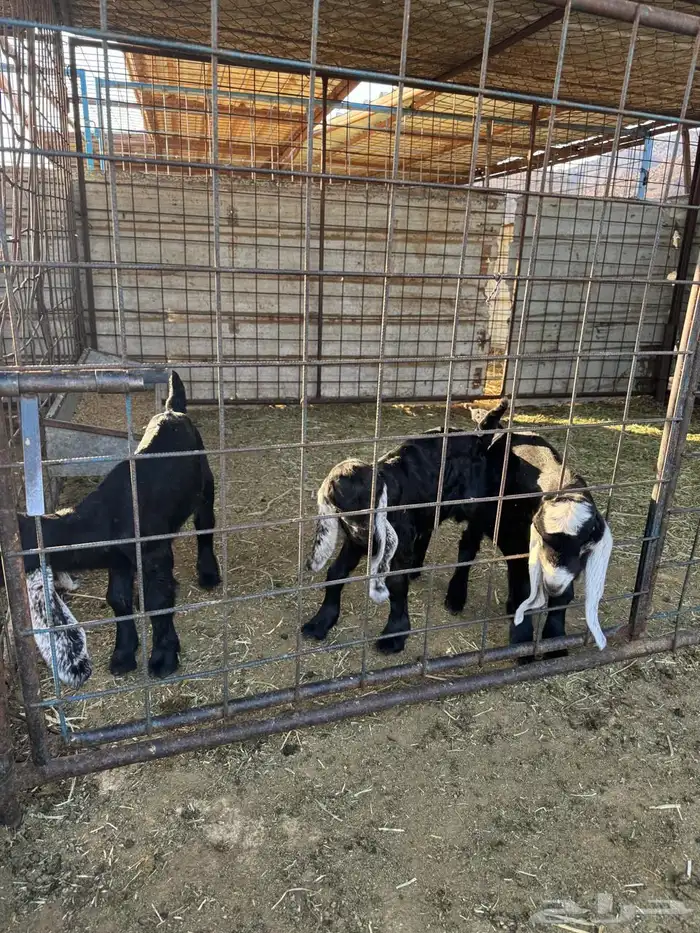 دوغير تيوس العدد 3 شرط صحه ويدغر من عنز ول شاه ول رضاعه 2