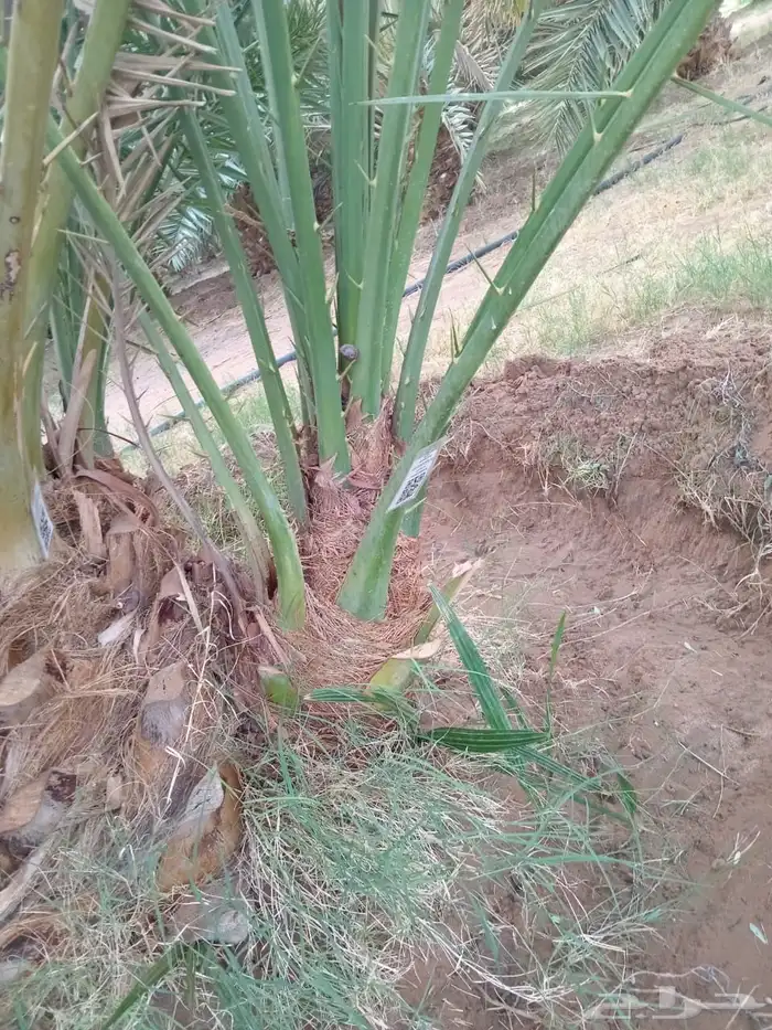 ودي برني فاخر للبيع 6