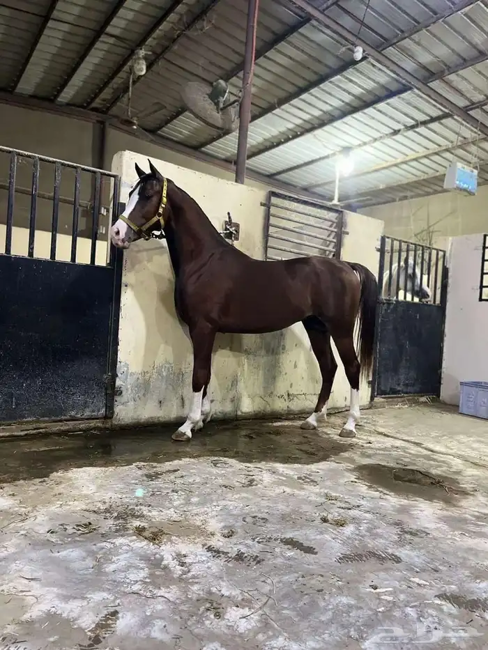 حصاني شعبي عربي حمداني 8