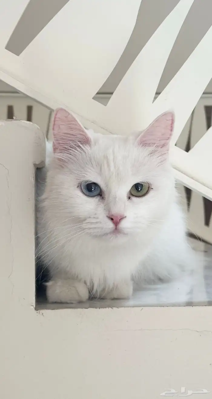 قطة شيرازية 0