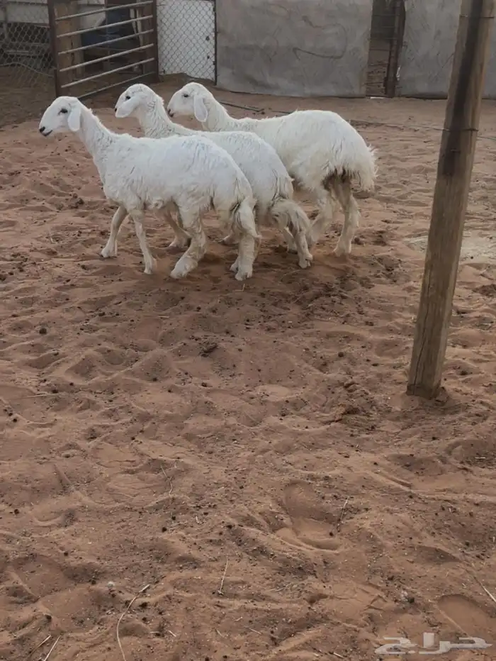 ذبايح ( رماح) (المزاين) 3