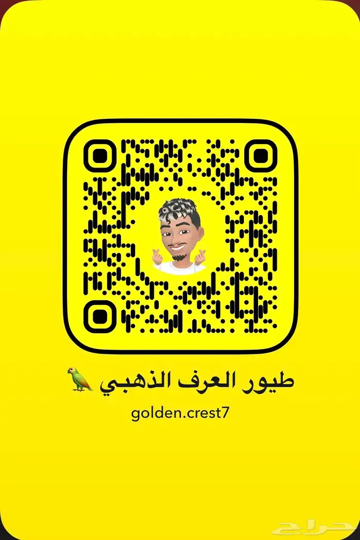 زوج لوري منتج ( تم البيع خارج الموقع ) 4