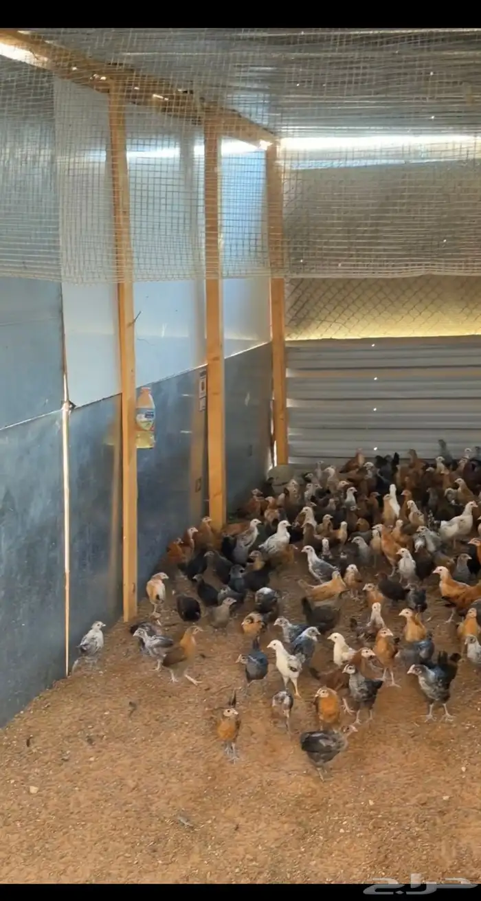 صيصان وفروج 4