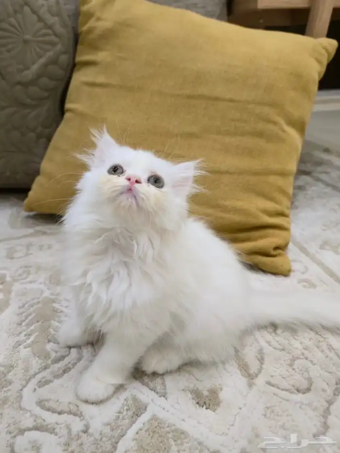 قطط صغيره للبيع ع السوم 0