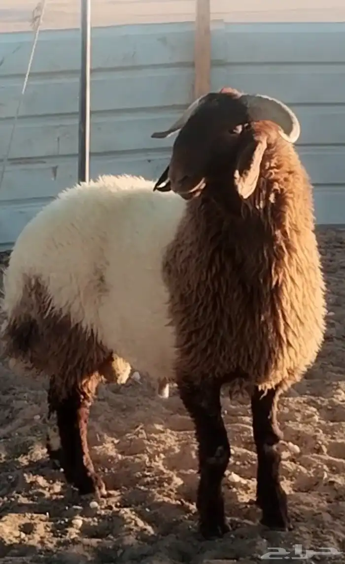 للبيع مشروع فحل جذع نعيم خصم 0