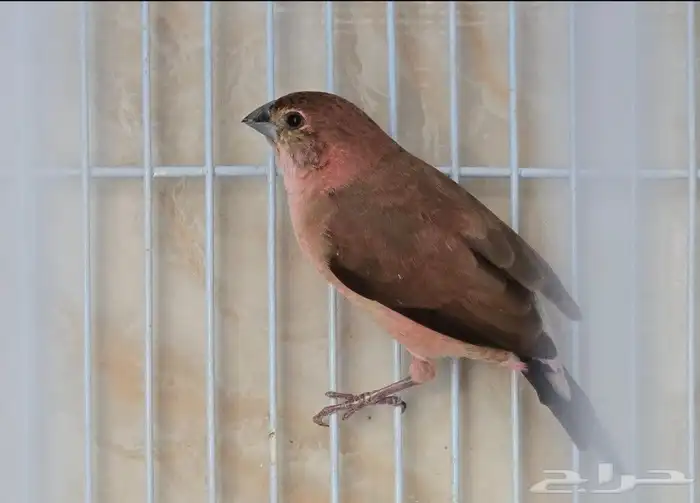 طيور زيبرا 3