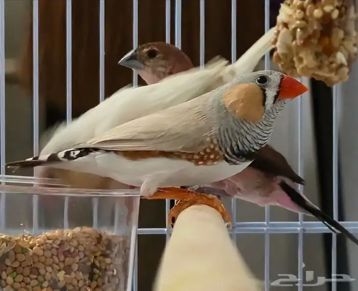 طيور زيبرا 0