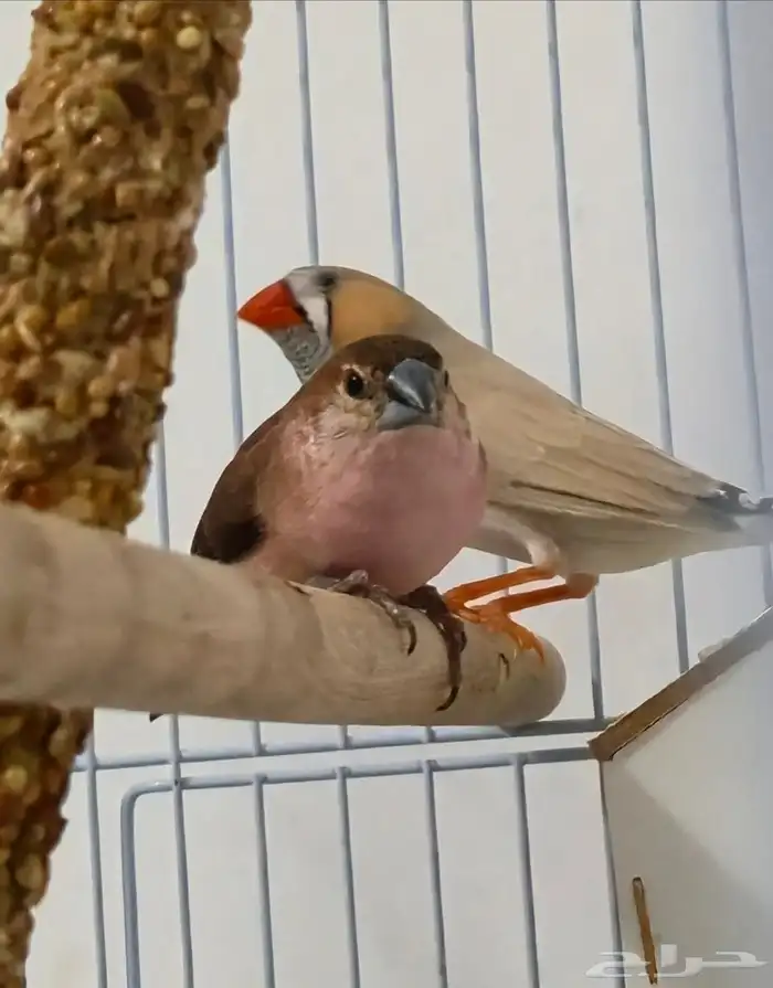 طيور زيبرا 2