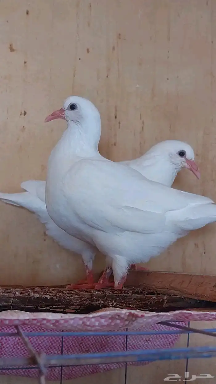 مهندس تربية حمام لاحم فرنسى ودواجن خبرة 1