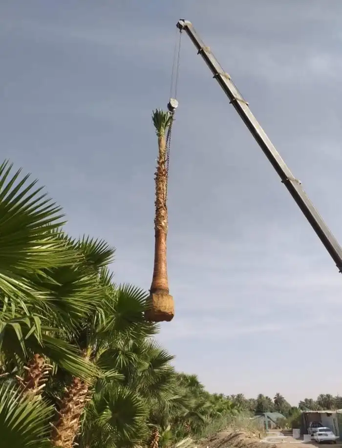 نخل زينه امريكي 2