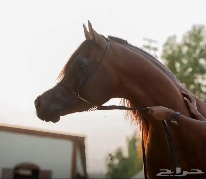 اسطبل الكيان للإيواء وخدمات الخيل 0