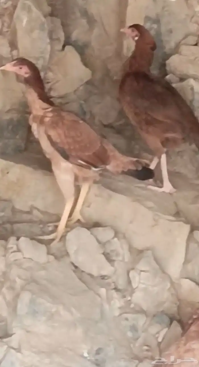 دجاج باكستاني   أصيل 1