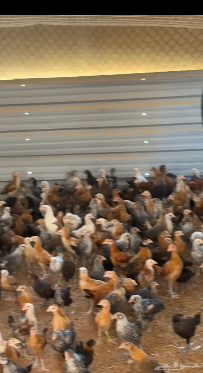 صيصان وفروج 3