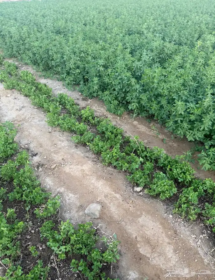 برسيم صافي من المزرعه ناشف واخضر متوفره 0