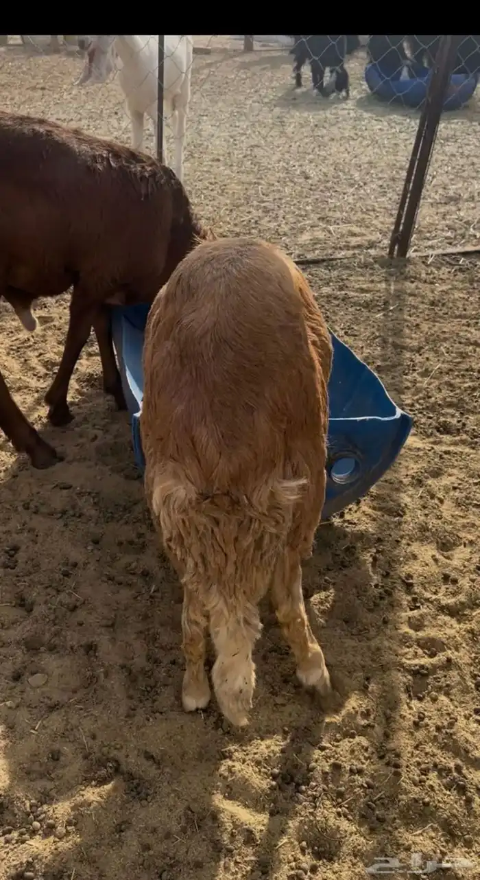 سواكن طيبه وسعرها طيب 2