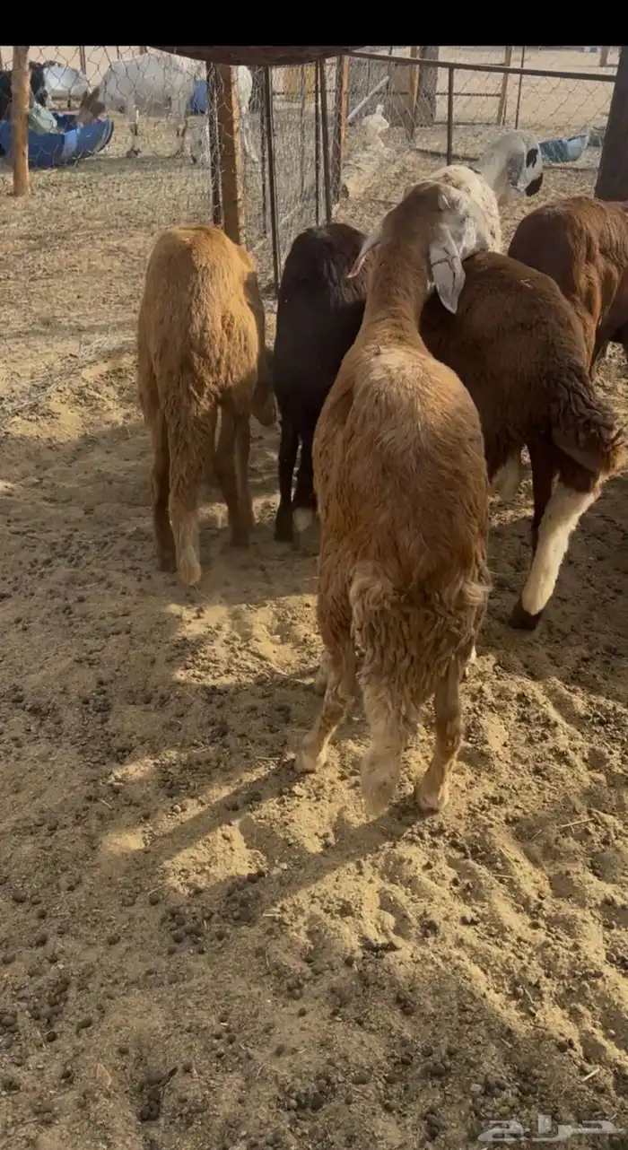 سواكن طيبه وسعرها طيب 0