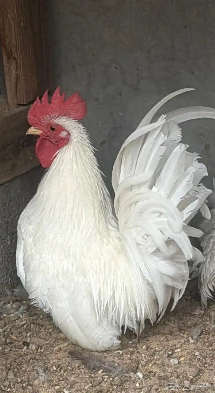 دجاج جبانيز ابيض بيور 0