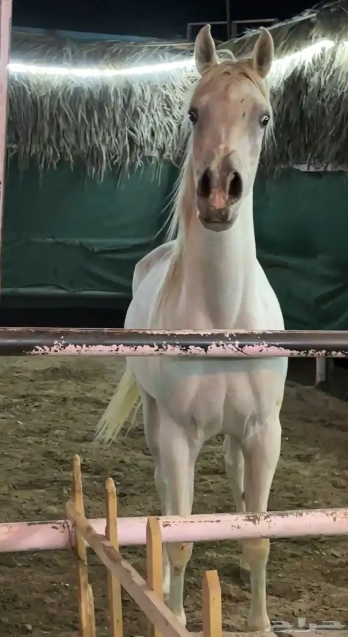 فرس جميله ولقاح 6 شهور 1