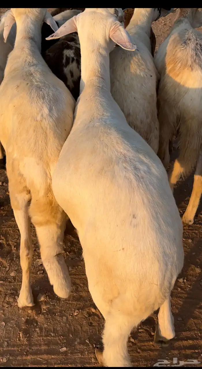 خرفان سواكني 0